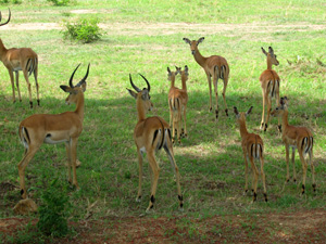 Bangkok Safari World ซาฟารีเวิลด์