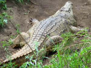 Crocodile Farm Things to do in Bangkok