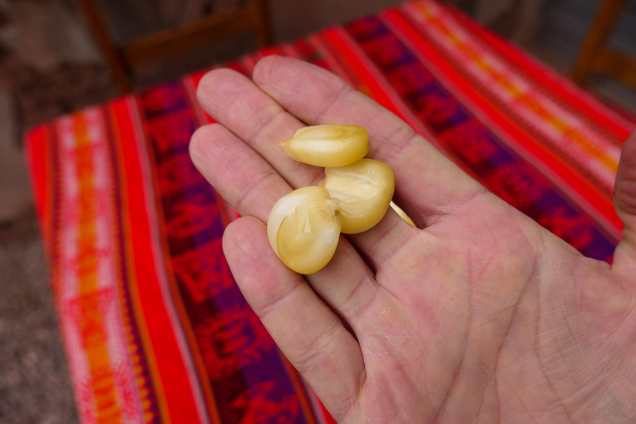 The largest single kernels of corn in the world